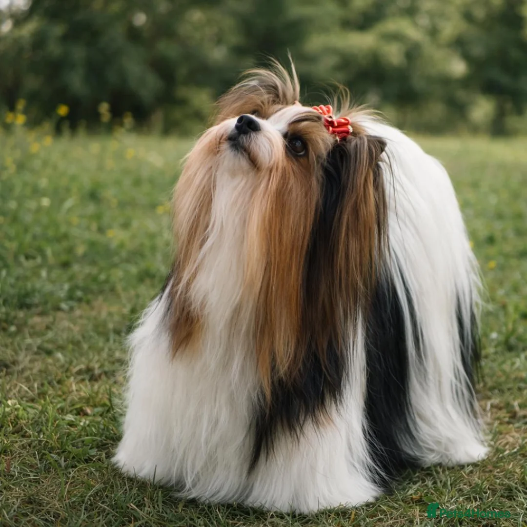 Yorkshire Terrier dogs for sale: Biewer Yorkshire terrier pedigree  - Advert 1