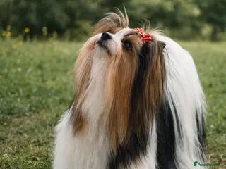 Yorkshire Terrier dogs Biewer Yorkshire terrier pedigree - Advert 10