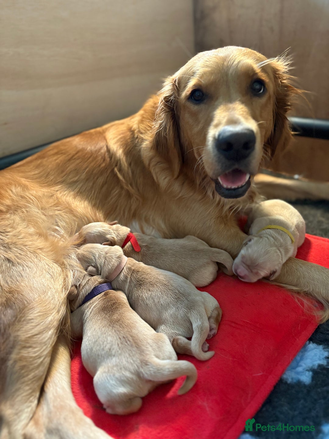 Golden Retriever dogs for sale: 1 female Golden Retriever Pup left for sale🥰🏡 - Advert 5