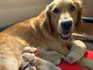 Golden Retriever dogs Litter of 5 beautiful Golden Retrievers🥰🏡 - Advert 1
