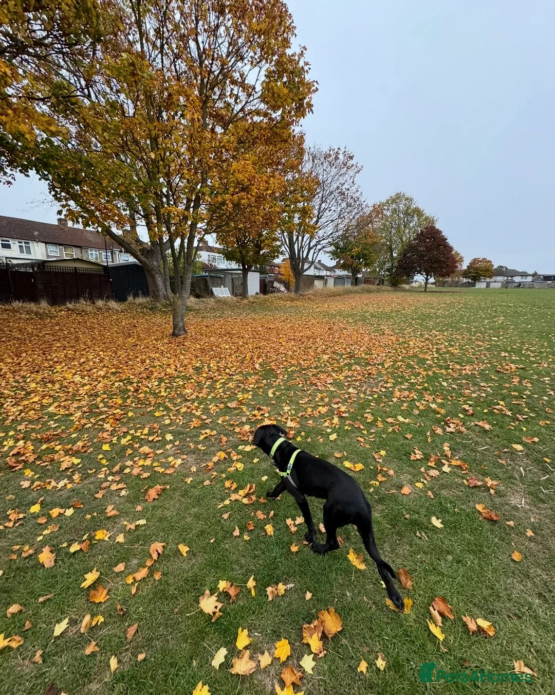 Cane Corso dogs for sale: 8 month old female cane corso - Advert 7