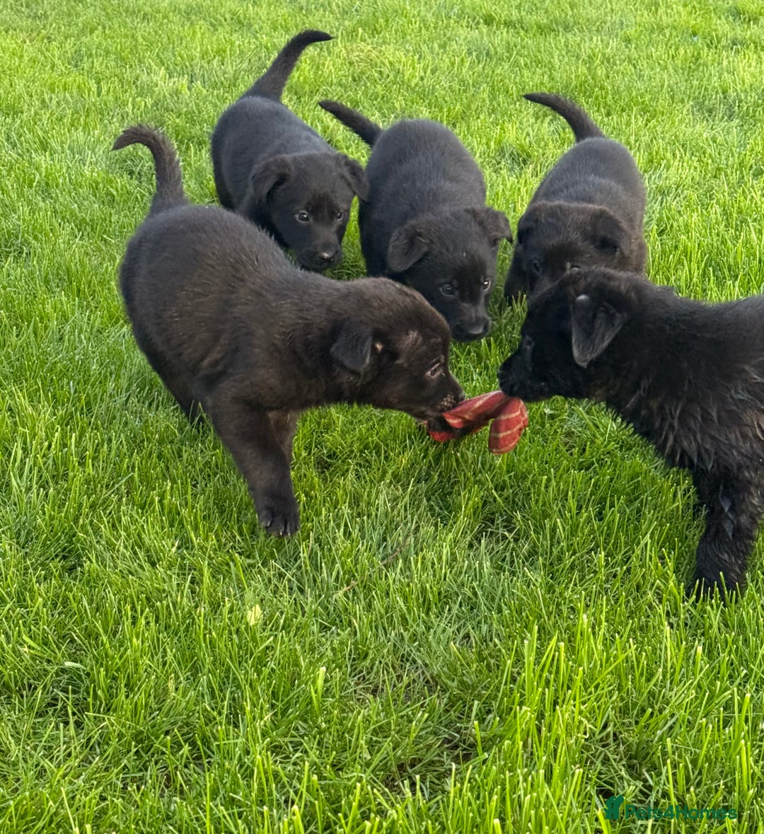 Borador dogs for sale: Fantastic vaccinated puppies - Advert 1