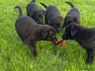 Borador dogs Fantastic vaccinated puppies - Advert 1