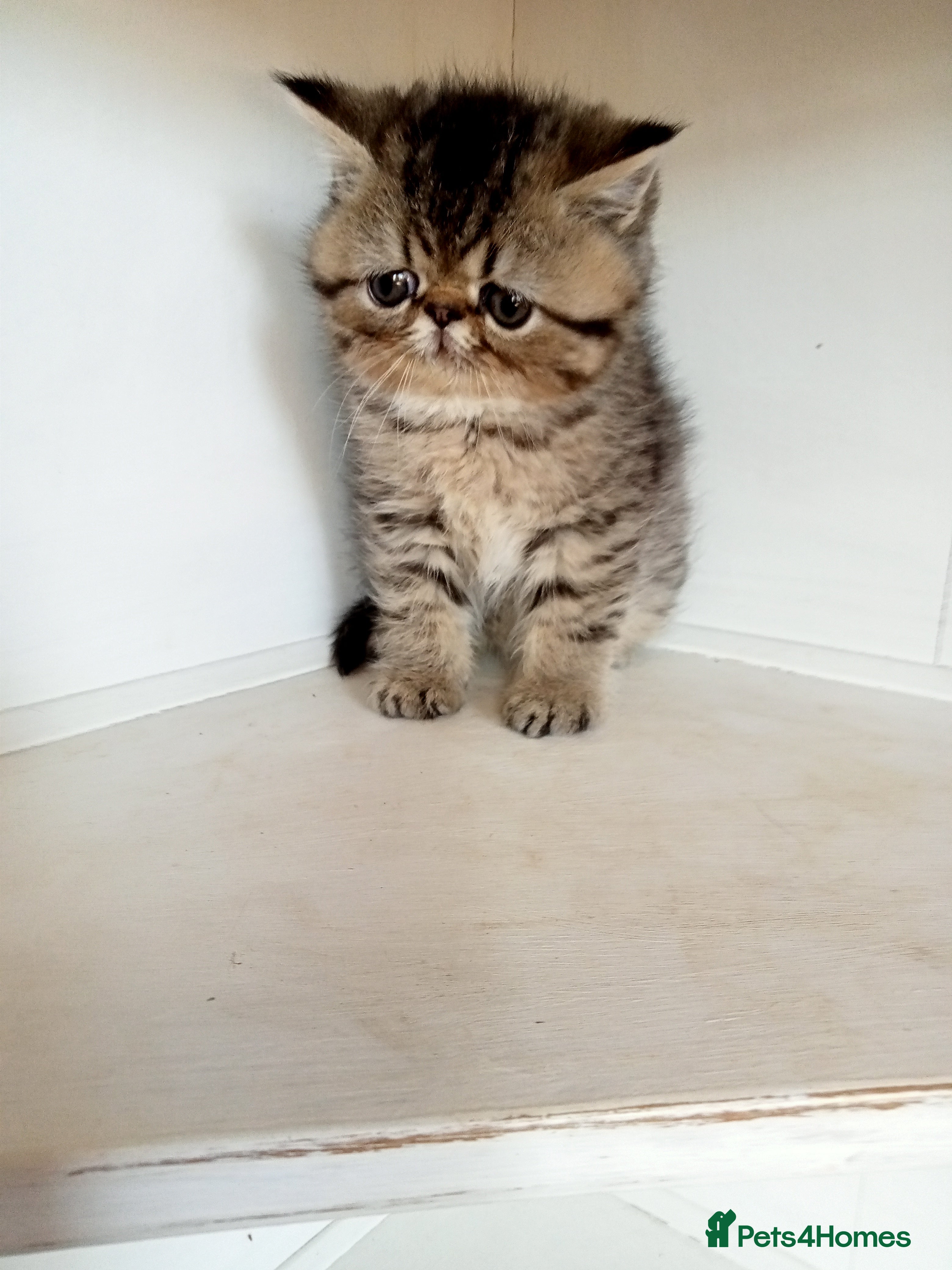 Exotic cats Beautiful Exotic kittens for sale - Advert 16