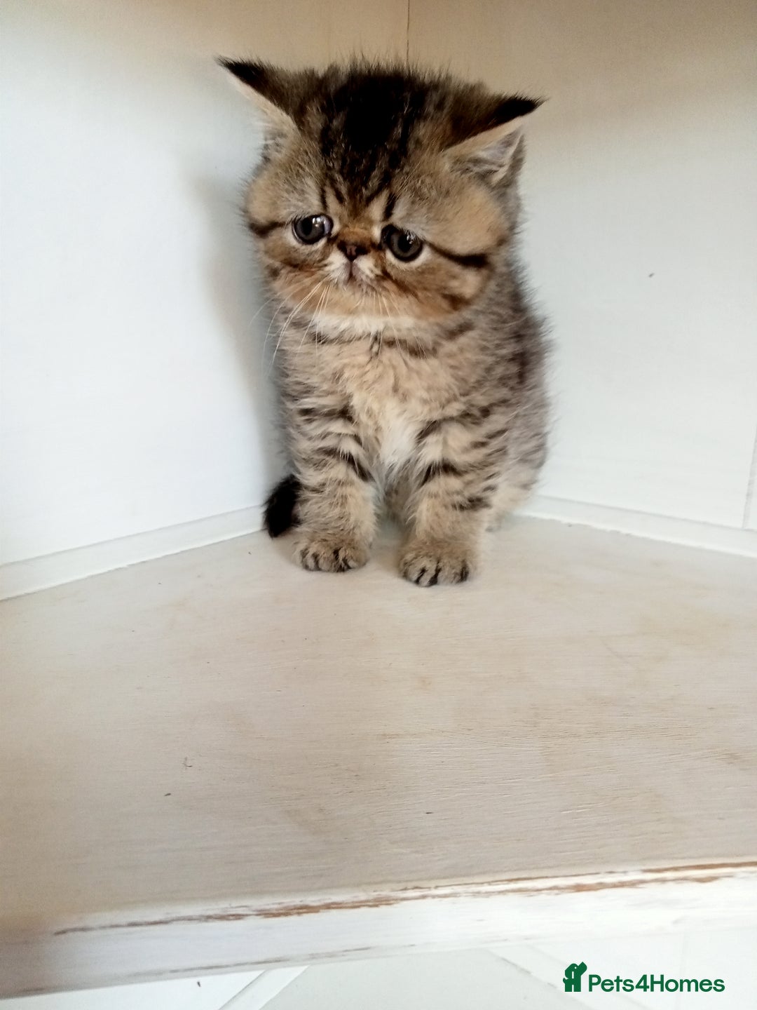 Exotic cats for sale: Beautiful Exotic kittens for sale - Advert 1