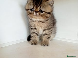 Exotic cats Beautiful Exotic kittens for sale - Advert 1