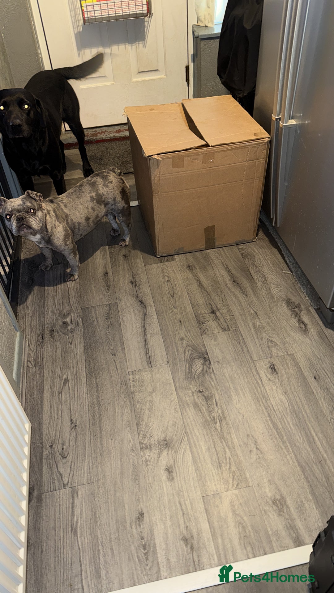 Mixed Breed dogs for sale: Beautiful Frenchie x Labrador puppies  - Advert 3