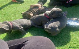 French Bulldog dogs for sale: Beautiful French bulldog puppies  - Image 9