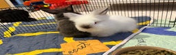 Lionhead rabbits for sale: Lionhead  - Advert 5