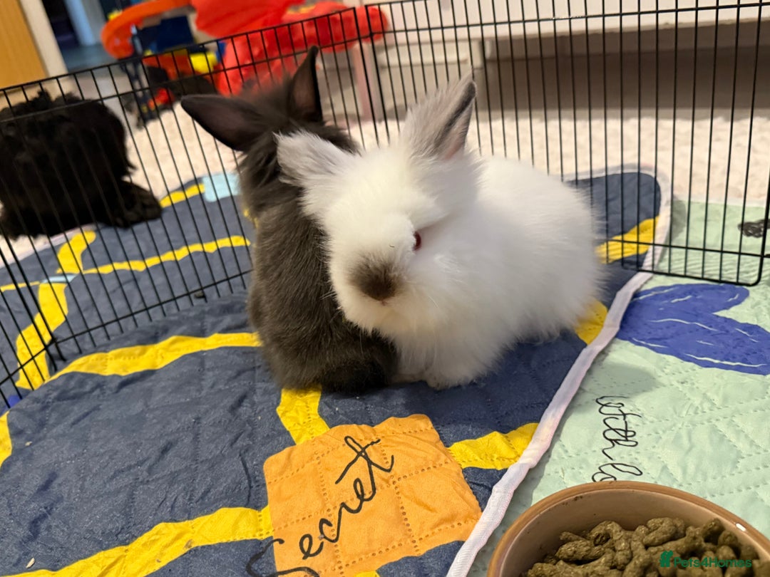 Lionhead rabbits for sale: Lionhead  - Advert 5