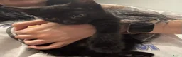 Bombay cats for sale: Black male cat for sale  in Halesowen - Advert 6