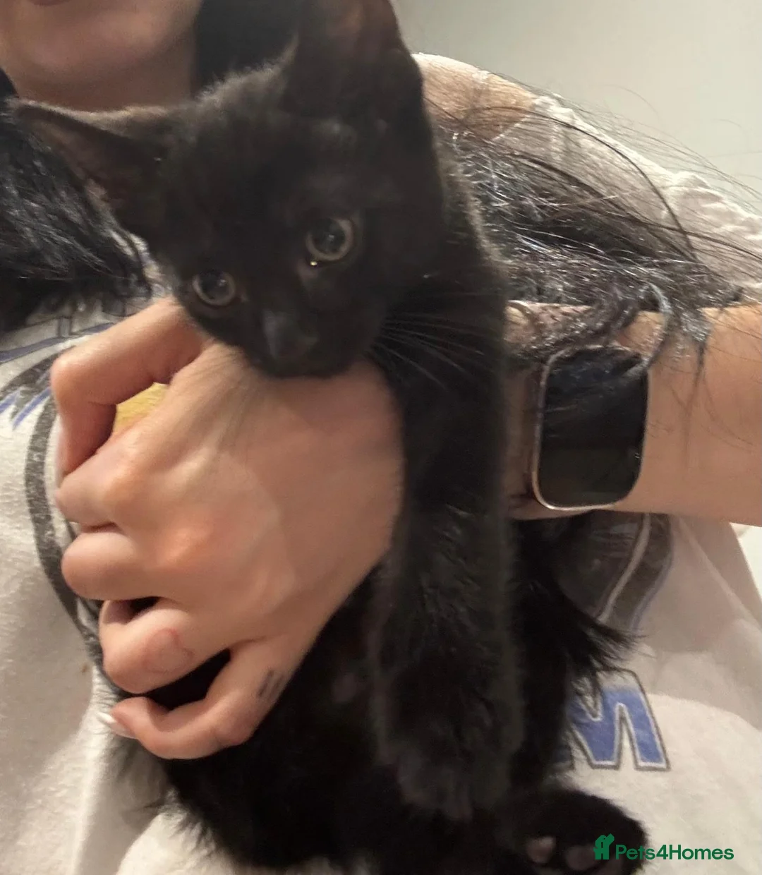 Bombay cats for sale: Black male cat for sale  in Halesowen - Advert 6