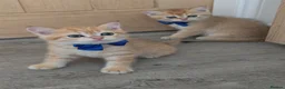 British Shorthair cats for sale: British Shorthair Golden Chinchilla Kittens - Advert 2