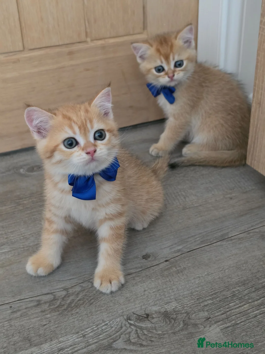 British Shorthair cats for sale: British Shorthair Golden Chinchilla Kittens - Advert 2