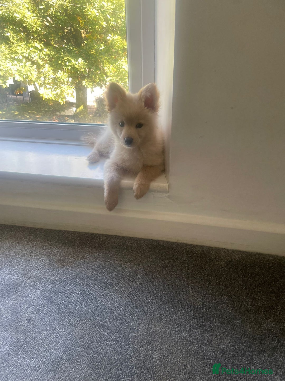 Pomchi dogs for sale: Beautiful Bert - Image 3