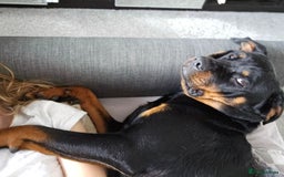 Rottweiler dogs for sale: 🖤 18-Month-Female Rottweiler – Loving, Loyal 🖤 - Image 6