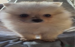 Pomeranian dogs for sale: Outstanding Tiny Pomeranian Puppies - Image 5