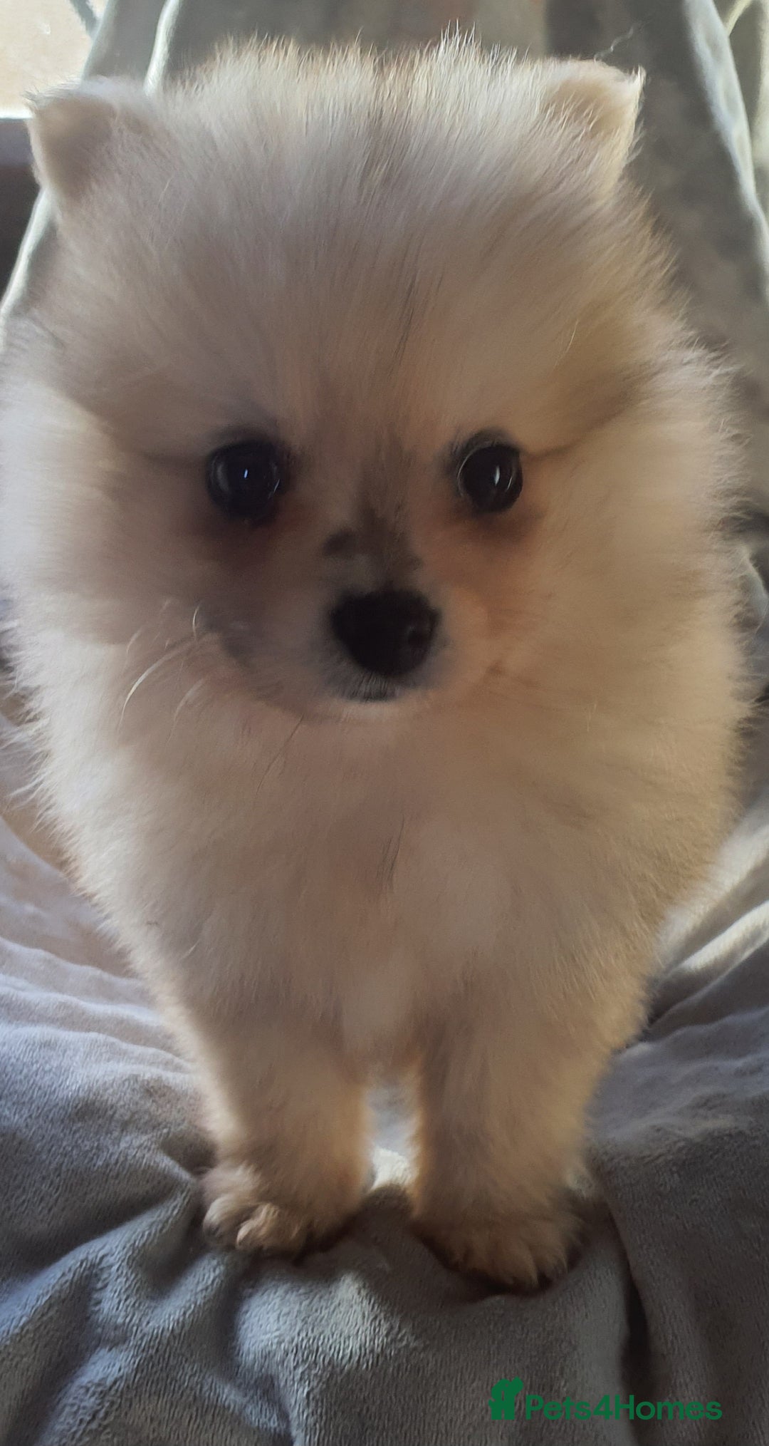 Pomeranian dogs for sale: Outstanding Tiny Pomeranian Puppies - Image 5