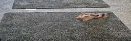 Miniature Dachshund dogs for sale: Miniature dachshund in Dalkeith - Advert 4