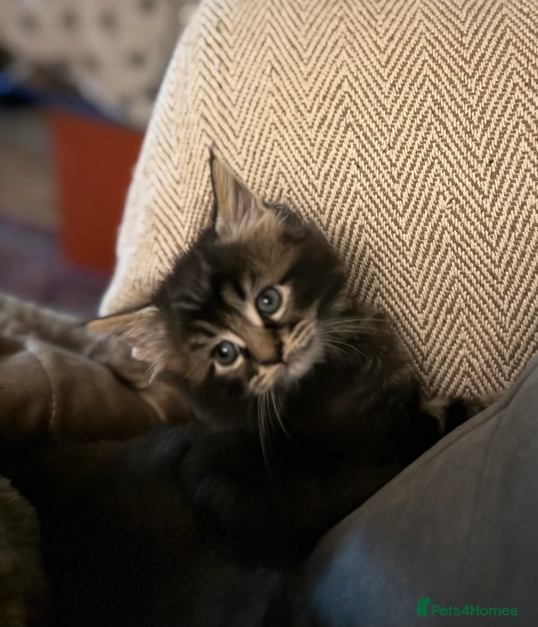 Maine Coon cats for sale: Beautiful Maine Coon Kittens in Eye - Advert 10