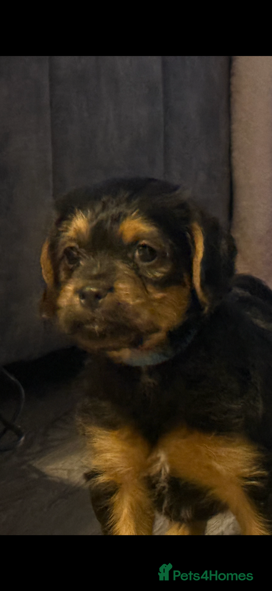 Mixed Breed dogs for sale: Shihtzu cross cocapoo (shihpoo) puppies  - Advert 11