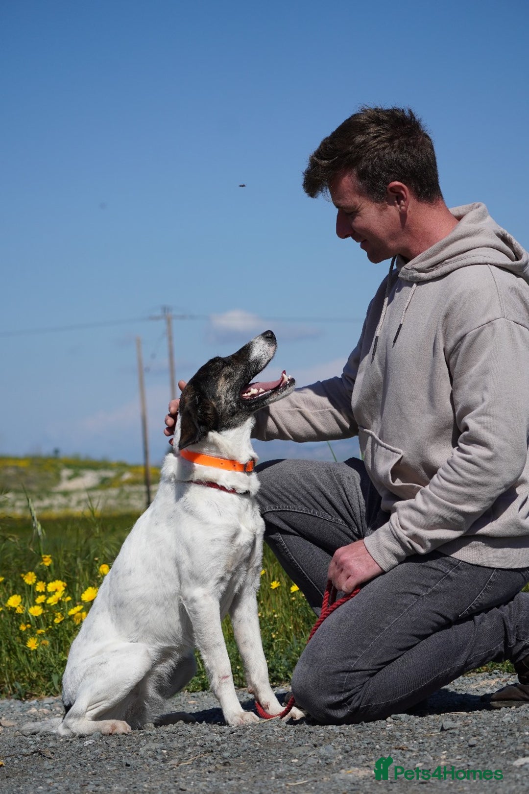 Mixed Breed dogs for adoption: Macy !  - Advert 13