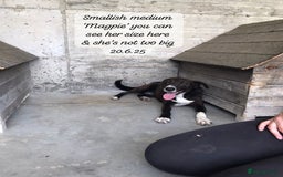 Mixed Breed dogs for adoption: Magpie- beautiful 1 year old- Reserved stc. in Brixham - Image 27