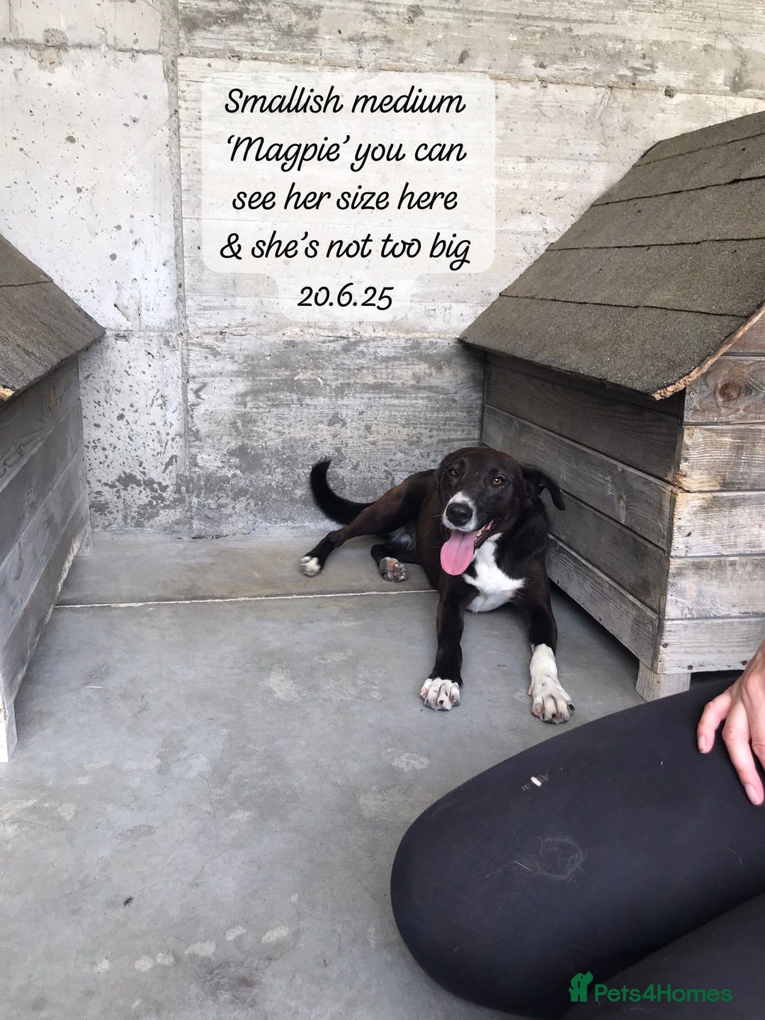 Mixed Breed dogs for adoption: Magpie- beautiful 1 year old- Reserved stc. in Brixham - Image 27