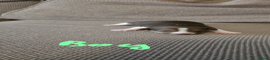 Jack Russell Puppy 2