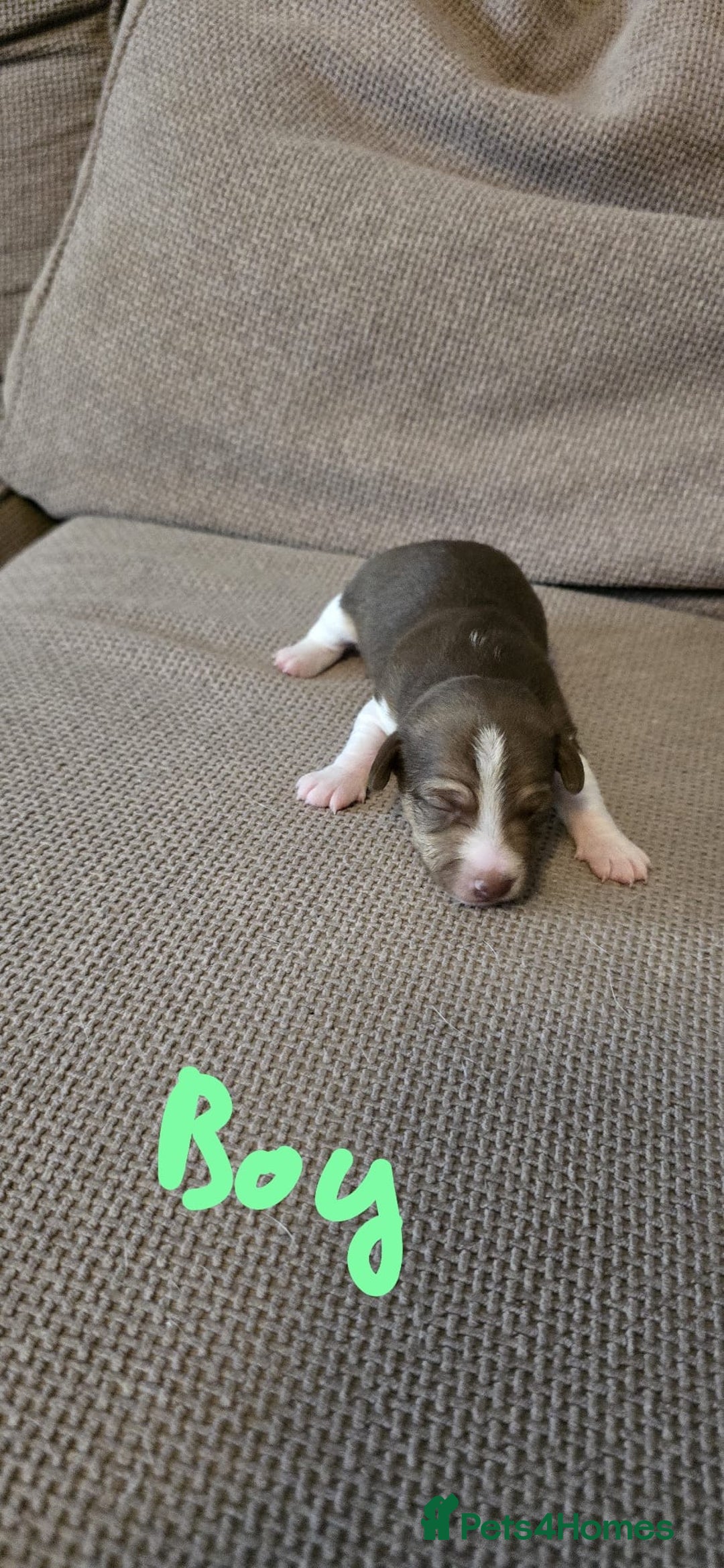 Jack Russell dogs for sale: 🐾 Adorable Jack Russell Puppies for Sale 🐾 - Image 2