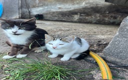 Mixed Breed cats for sale: 3 female kittens for sale - Image 4