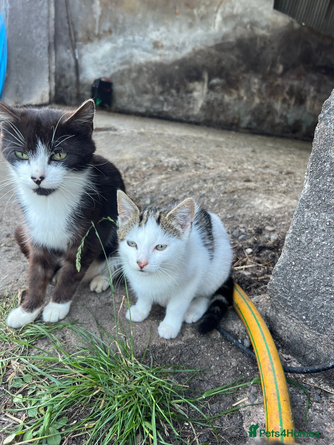 Mixed Breed cats for sale: 3 female kittens for sale - Image 4