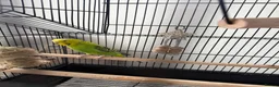 Budgerigars birds for sale: Budgie in Wallington - Advert 4