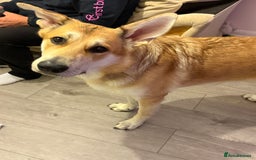 German Shepherd dogs for sale: Beautiful German shepherd boy - Image 3