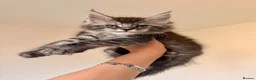 Maine Coon cats for sale: GCCF HealthTested Russian Championline Mainecoons  - Advert 8