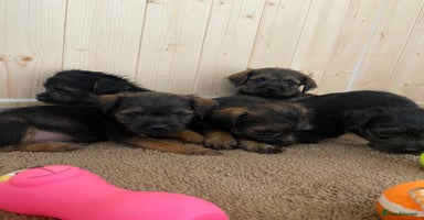 Border Terrier dogs - Advert 4