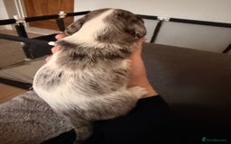 Mixed Breed dogs for sale: Miniature Dachshund × Dachshund Cockapoo Puppies - Advert 19