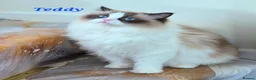 Ragdoll cats for sale: Tica registered exceptional  Ragdolls  - Advert 28