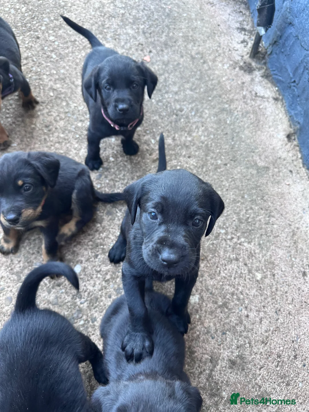 Mixed Breed dogs for sale: Labrador Spring crossed pups - Advert 2