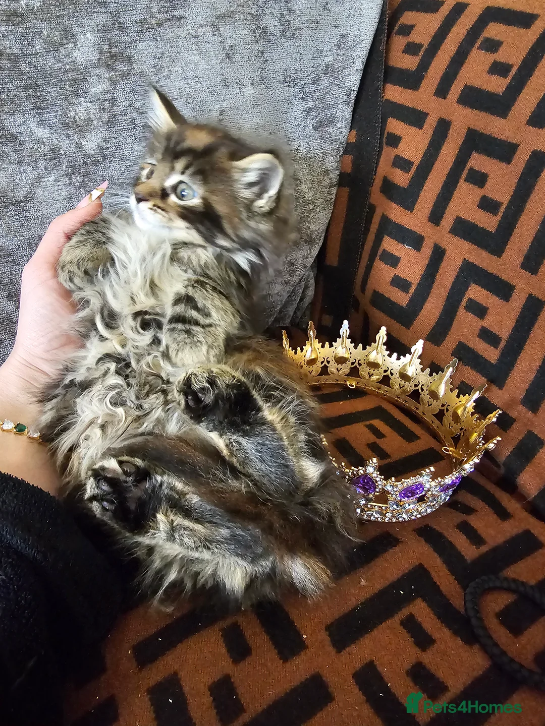 Maine Coon cats for sale:  Beautiful Siberian x Maine Coon Kittens Available - Advert 24