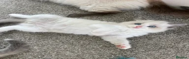Ragdoll 1