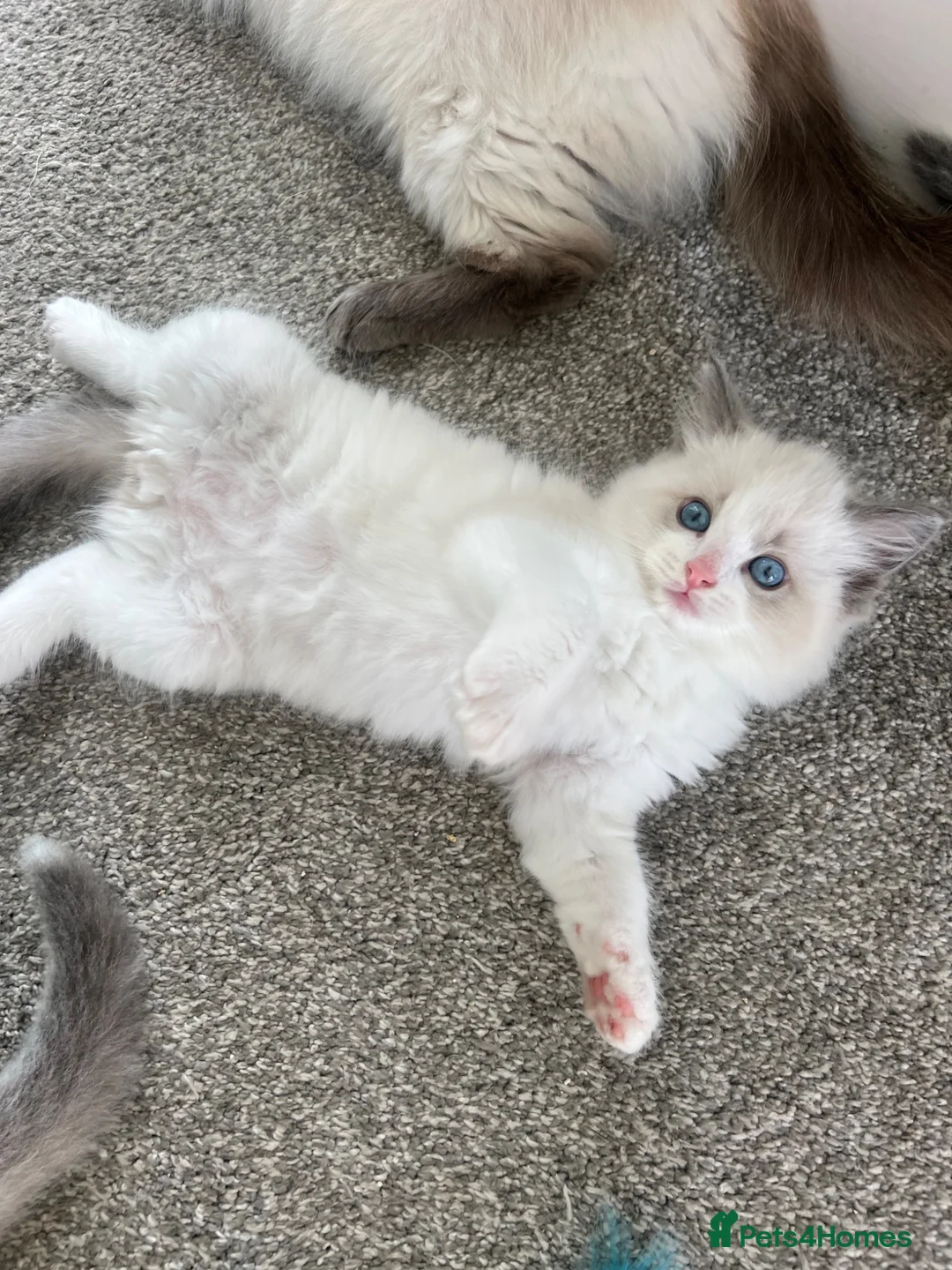 Ragdoll cats for sale: Beautiful GCCF Lilac/Blue Mitted kittens 🥇🐾 - Advert 16