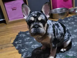 French Bulldog dogs French bulldog - Advert 11