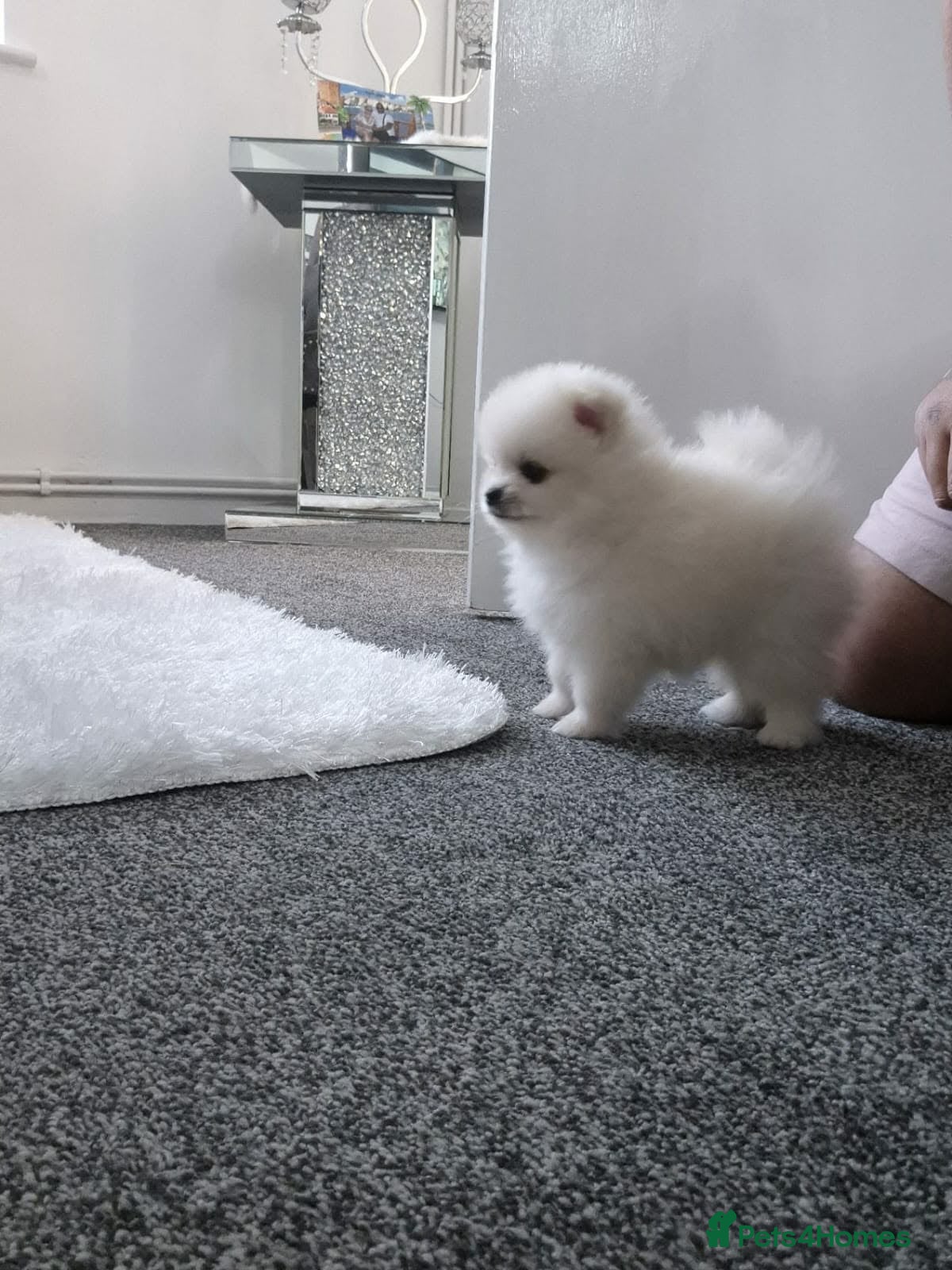 Pomeranian dogs Teddy bear Pomeranian  **  puppies  - Advert 5