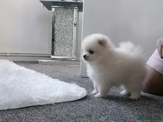 Pomeranian dogs Teddy bear Pomeranian ** puppies - Advert 4