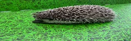 Pygmy Hedgehog rodents for sale: African Pygmy Hedghogs  - Advert 11