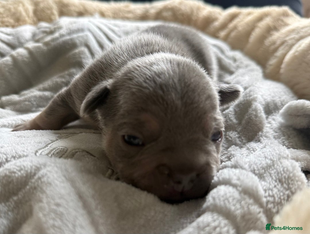 French Bulldog dogs for sale: Stunning litter of French bulldog puppies  - Image 6