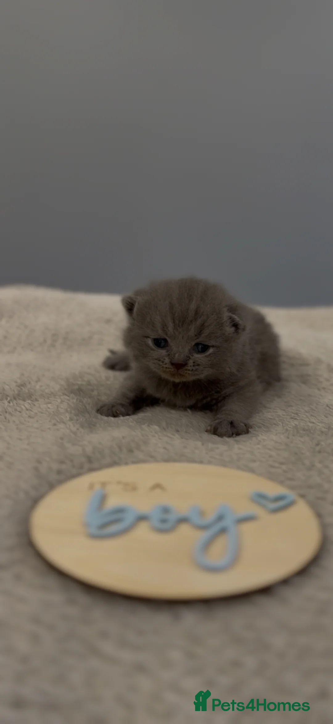 British Shorthair cats for sale: Beautiful British Shorthair kittens. in Stanford-le-Hope - Advert 35