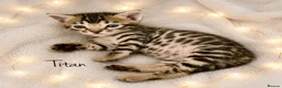 Bengal cats for sale: 🎬 Little Leopard Diaries | TICA BENGAL KITTENS 💎 - Advert 8