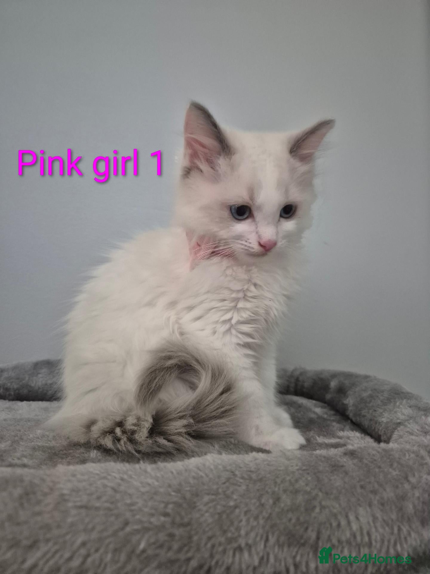 Ragdoll cats 😻 Ragdoll Kitten 😻 - Advert 2